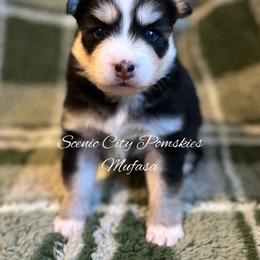 Mufasa - Black and white male Pomsky puppy in Rossville, Georgia from Scenic City Pomskies