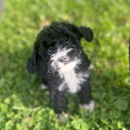 Shuri - Black and white female Cavapoo puppy in Fayette County, Ohio from Happy Tails