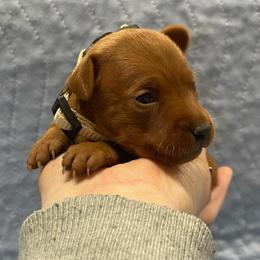 Coral - Stag red female Miniature Pinscher puppy in Lancaster, Missouri from White Stone Ranch
