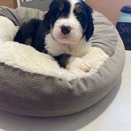 Bernedoodle Puppies from Russell Ranch Bernedoodles