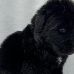 Newfoundlands from Noble Newfoundlands
