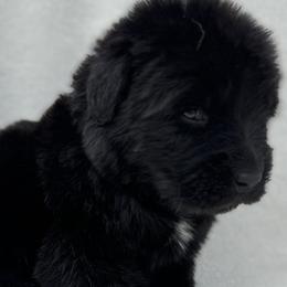 Newfoundlands from Noble Newfoundlands
