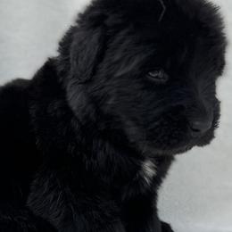 Newfoundlands from Noble Newfoundlands