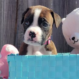 Boxers from Cerise's Boxers