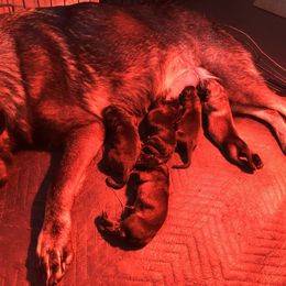 German Shepherd Puppies from Von Fousthaus GSDogs
