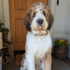 Charlie - Saint Berdoodle