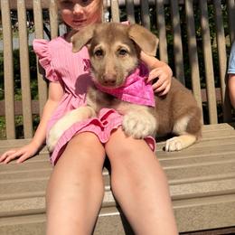 Liver female - Liver female German Shepherd puppy in Lebanon County, Pennsylvania from Regalimage