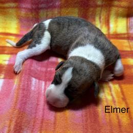 Elmer - White and red brindle male Whippet puppy in Plainfield, Indiana from Rose Acre Whippets