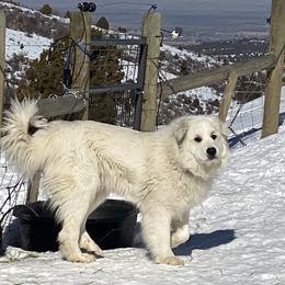 Eve - Great Pyrenees