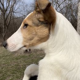 Collie Puppies from Lakeside Collies