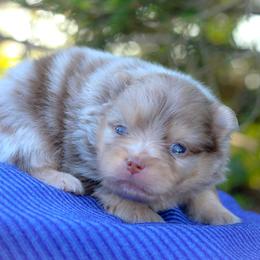 Maple - Chocolate merle male Pomeranian puppy in Bremen, Indiana from AMS Pomeranians and Pomskies in Indiana
