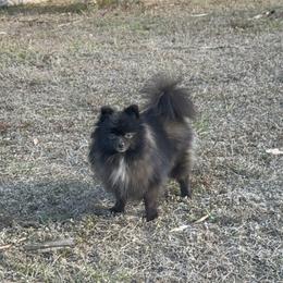 Sasha - Pomeranian