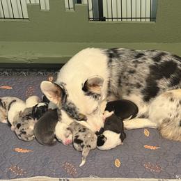 Tenley - American Corgi