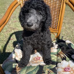 Poodle Puppies from Pure-Poodle