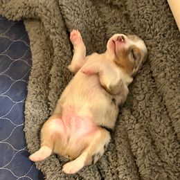 Free Bird - Blue merle male Australian Shepherd puppy in Alamogordo, New Mexico from Two Nichols Aussies