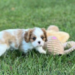 Stella formerly Girl 1 - Blenheim Cavalier King Charles Spaniel puppy in Bethel, Pennsylvania from LanTre Valley Cavaliers