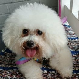 Bichon Frises from Queen Bee Bichons