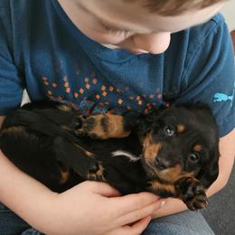 Ginger - Black and tan female Dachshund puppy in Elk River, Minnesota from Darling Doxies