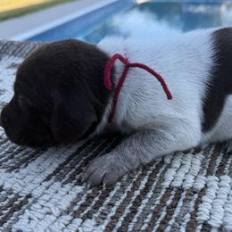 Red - Liver roan male German Shorthaired Pointer puppy in Huntington, Texas from B&B GSP’S