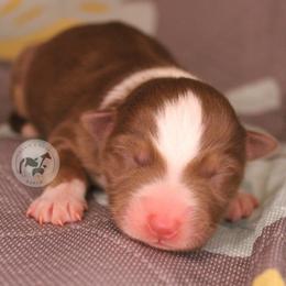 Pumpkin Spice - Red tri-color female Australian Shepherd puppy in Colorado Springs, Colorado from Dawn 2 Dusk Ranch