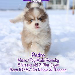 Pedro - Blue male Pomsky puppy in Humeston, Iowa from M.A.R. Dogs
