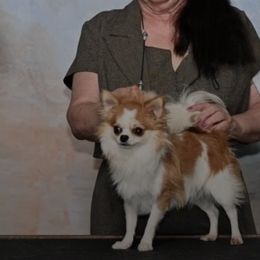 Bulldogs and Chihuahuas from S & T’s Chi’s