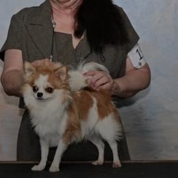 Bulldogs and Chihuahuas from S & T’s Chi’s