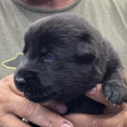 Girl 2 - Black and tan female German Shepherd puppy in Sharon Grove, Kentucky from Julie’s Shepherds