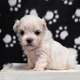 Louie - White male Maltese puppy in Monticello, Iowa from Ashley’s Puppies