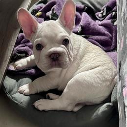 Atlas - Cream male French Bulldog puppy in Largo, Florida from Mosaic French Bulldogs