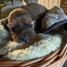 Dachshund Puppies from The Bloomin Dachshund