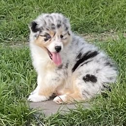 Australian Shepherd Puppies from Double BarH