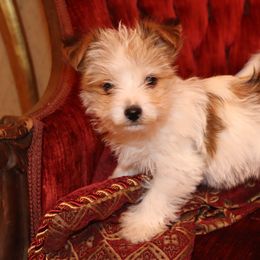 Yorkshire Terrier Puppies from Peggy's Yorkies
