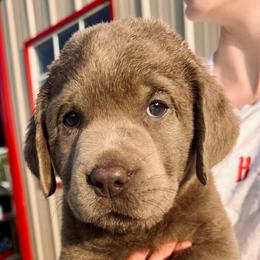 Tide - Silver male Dilute Retriever puppy in Baldwin City, Kansas from Hedge Lane Labradors
