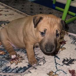 Sassafras - Red smut and white female Bull Terrier puppy in Springfield, Ohio from Lynn Hill Bull Terriers