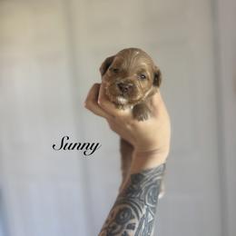 Sunny - Apricot female Goldendoodle puppy in Waterford, California from Alvdoodles