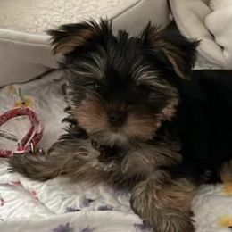 Yorkshire Terriers from Dappers and Divas Yorkies