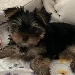 Yorkshire Terriers from Dappers and Divas Yorkies