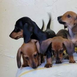 Dachshunds from Solid Rock Dachshunds