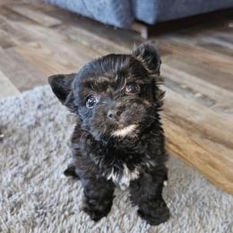 Beauty - Black and gold female Yorkshire Terrier puppy in Jamestown, Tennessee from Royal  Furbabies