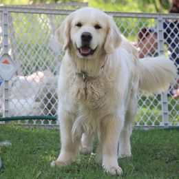 PEARL OF THE SEA ZOLOTAYA KHORTITSA - Golden Retriever