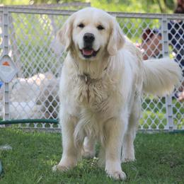 PEARL OF THE SEA ZOLOTAYA KHORTITSA - Golden Retriever