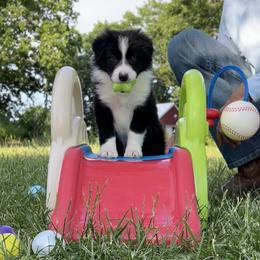 Onyx - Black and white male Border Collie puppy in Conway, Missouri from 2J 2K Border Collies | Maremma Sheepdogs