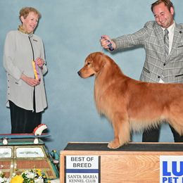 Jaxson - Golden Retriever