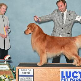 Jaxson - Golden Retriever