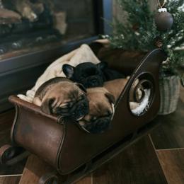 French Bulldog Puppies from Frenchie Bulldog Kisses