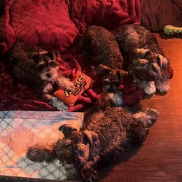 Miniature Schnauzer Puppies from Sugarbaby Kennel