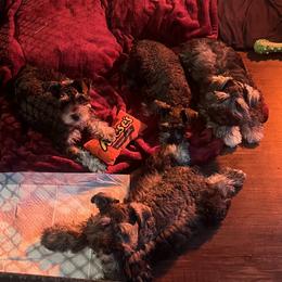 Miniature Schnauzer Puppies from Sugarbaby Kennel