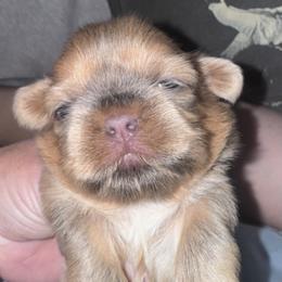 Vector - Blue male Shih Tzu puppy in Hendersonville, Tennessee from Peekaboo Farms
