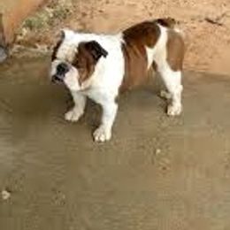 Bulldog Puppies from Jodi's Bulldogs